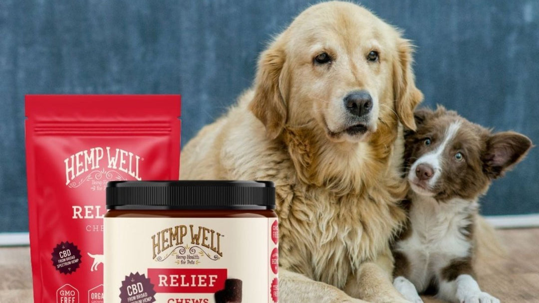 Can dogs have CBD every day? 3 amazing tips!