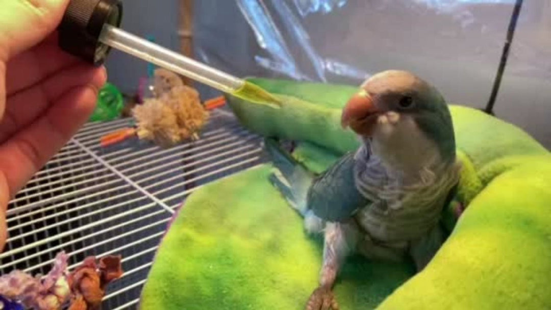 CBD for Birds: What Every Bird Parent Needs to Know