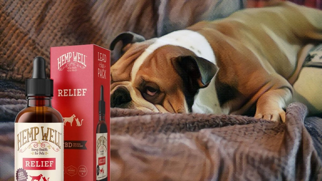 CBD for Bulldogs | Benefits, Dosage & Wellness Guide