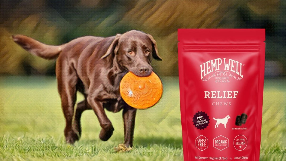CBD For Labrador Retrievers