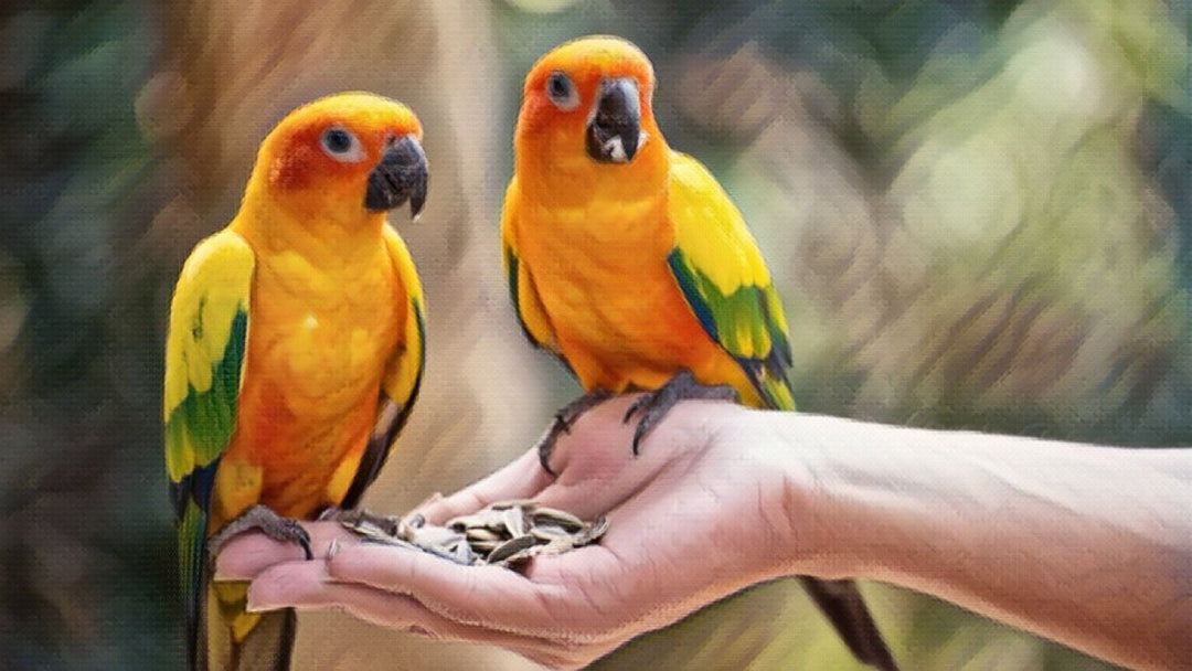 CBD For Parrots: Zero Adverse Events Reported
