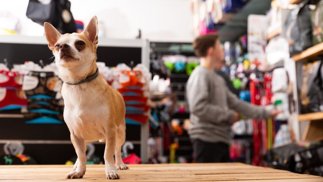CBD Oil for Dogs: 6 Ways to Avoid Getting Ripped Off