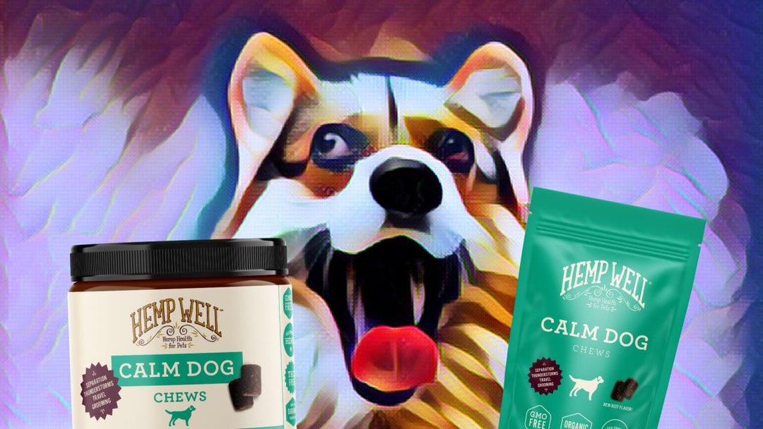 CBD oil for dogs with separation anxiety
