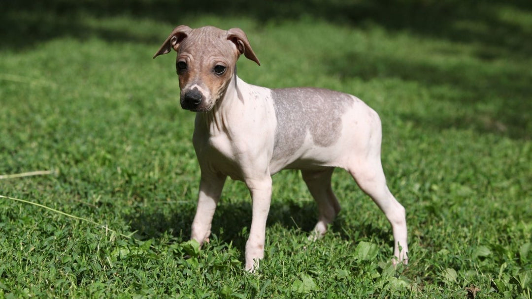Considering a hypoallergenic dog for your family?