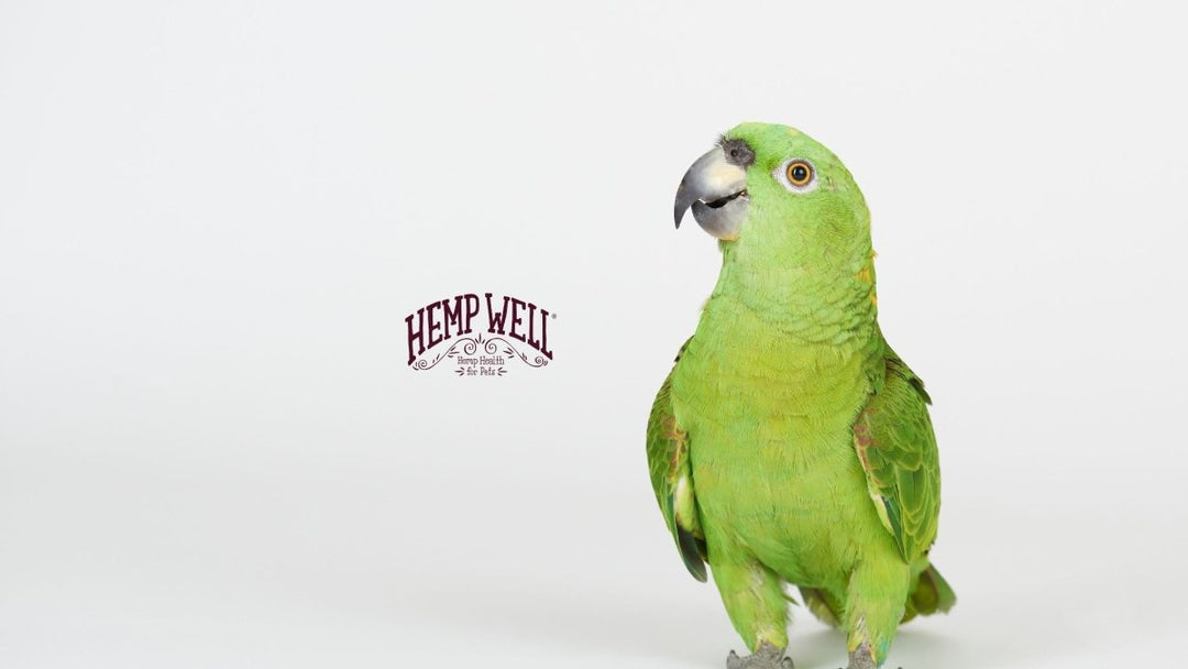 Demographics of Hemp Well Bird Products Buyers