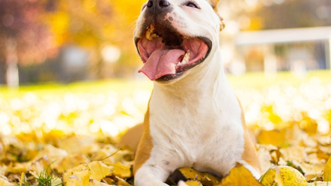 Dog spleens are wildly different from human spleens