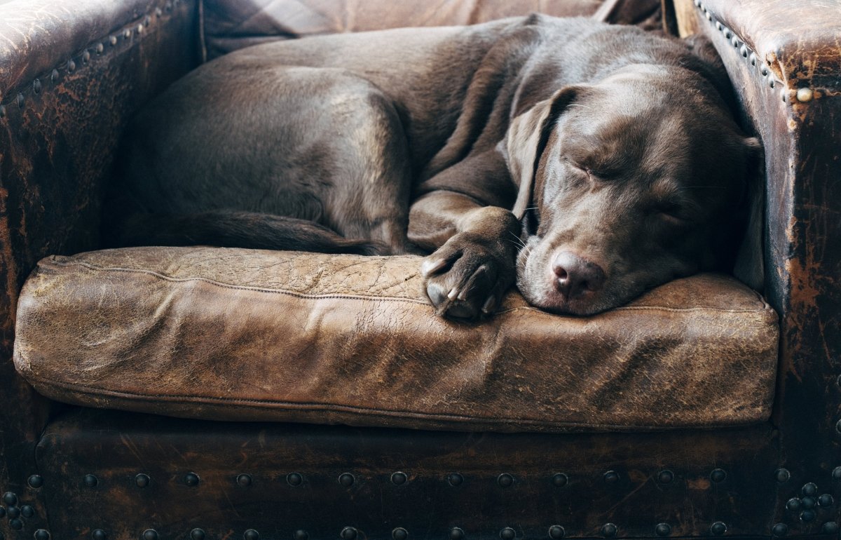 How Do Dogs Get Mange and What Is It? - Hemp Well