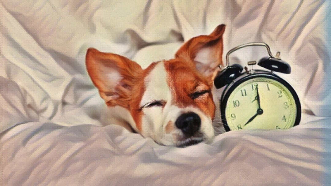 How long does it take for CBD oil to work in dogs?