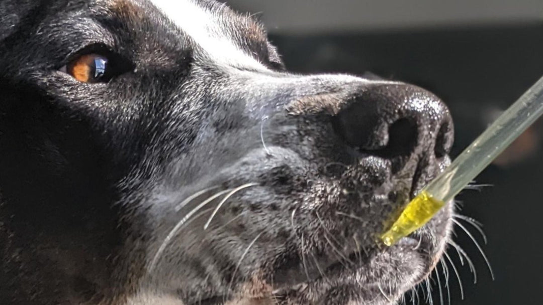How much CBD oil should I give my dog?