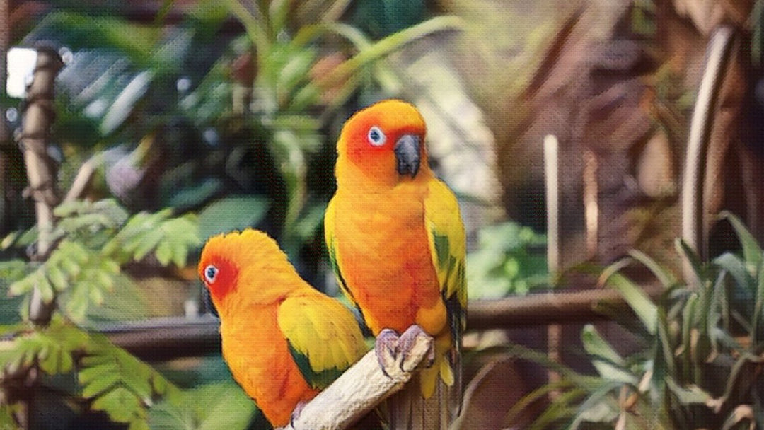 How to Get Shiny healthy feathers for your Birds?