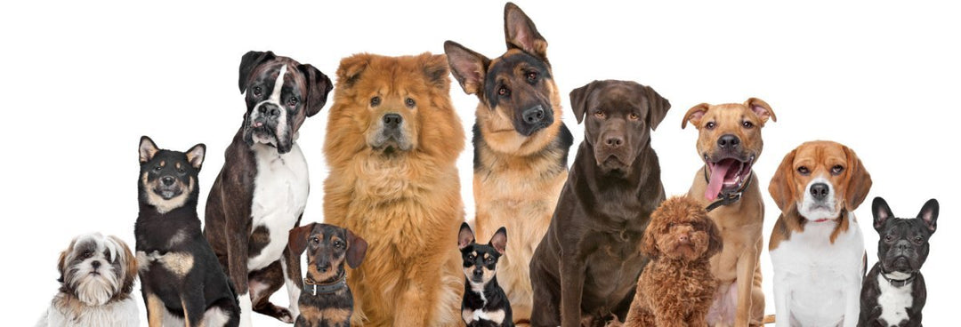 How to train your dog in 5 easy steps