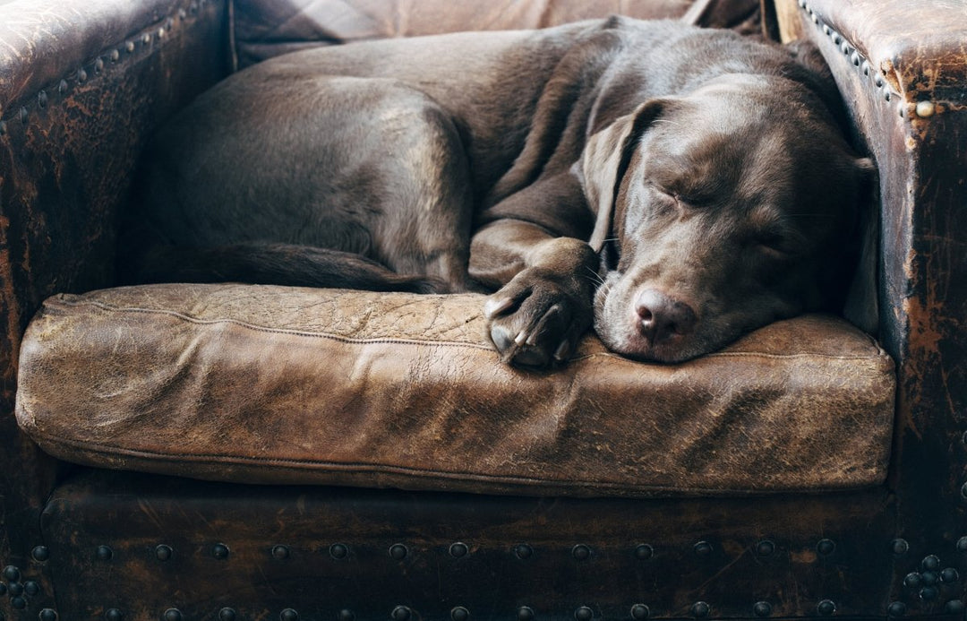 Lead poisoning can affect our pets, too