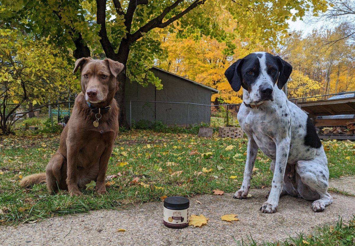 Seasonal Allergies in Dogs: A Year-Round Guide - Hemp Well