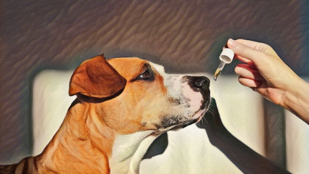 Senior Dog Care: A Practical Guide to Happy Golden Years