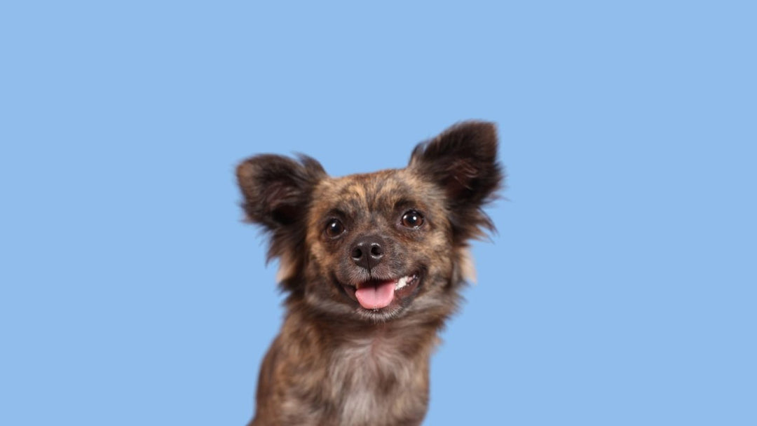 Taking Care of Your Small Dog: Top Health Concerns to Watch Out For