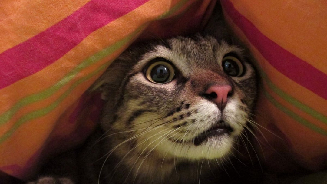 Terpenes and Hemp-Based Products for Cats: What You Need to Know