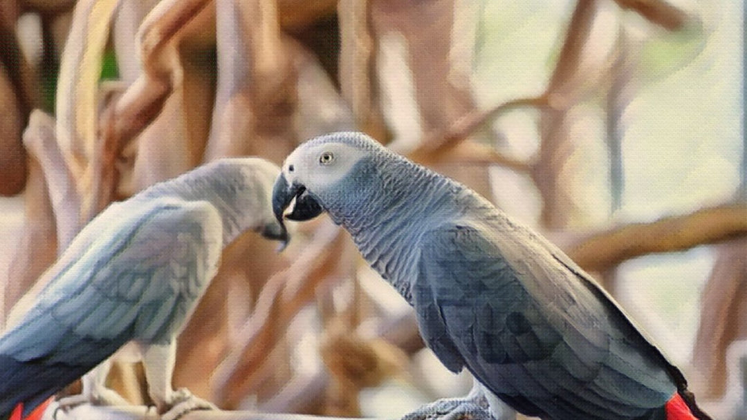 The benefits of CBD oil for african grey parrots