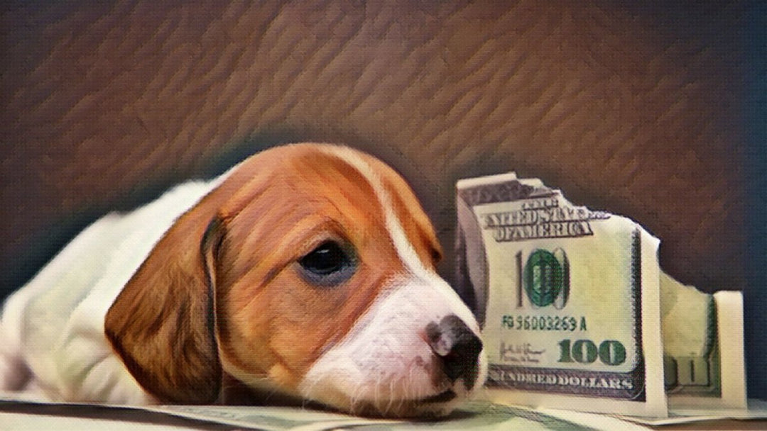The best ways to get affordable CBD for your dog or cat