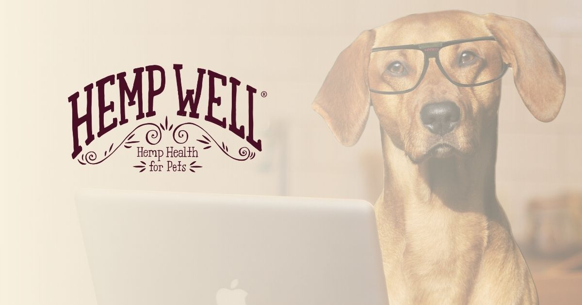 The Dog’s Gut–Brain Connection: How Your Pup’s Microbiome Shapes Their Mood, Behavior, and Longevity - Hemp Well