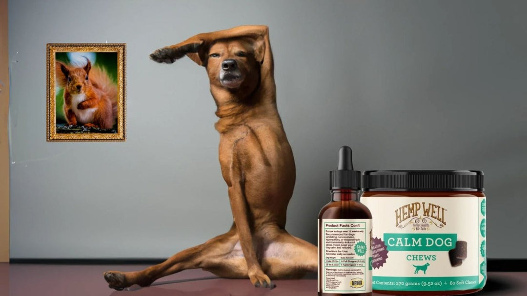 The Natural Way to Keep Your Dog Calm and Content