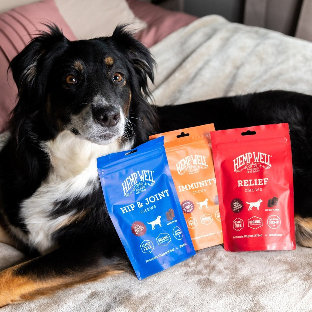 Top CBD Brands Available for Pets
