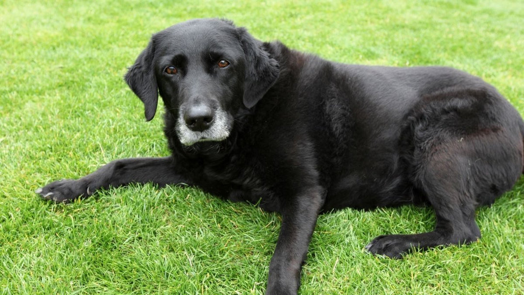 What age is a dog considered a senior?