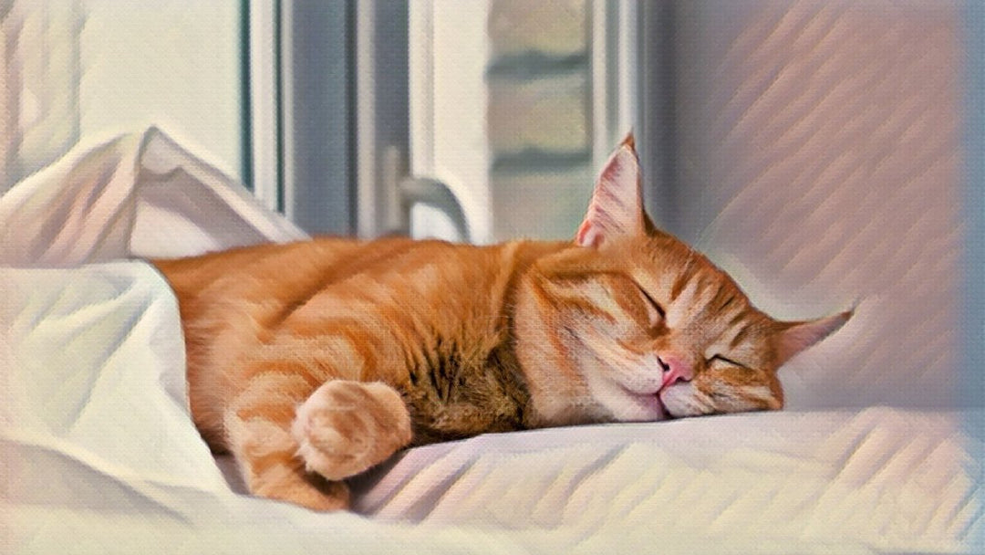 What Happened After I Gave My Cat CBD Oil