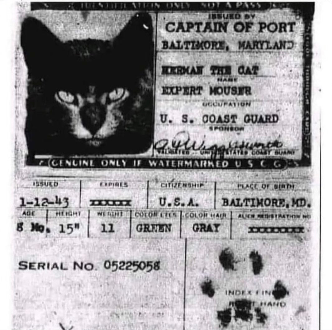 Why cats were once issued passports