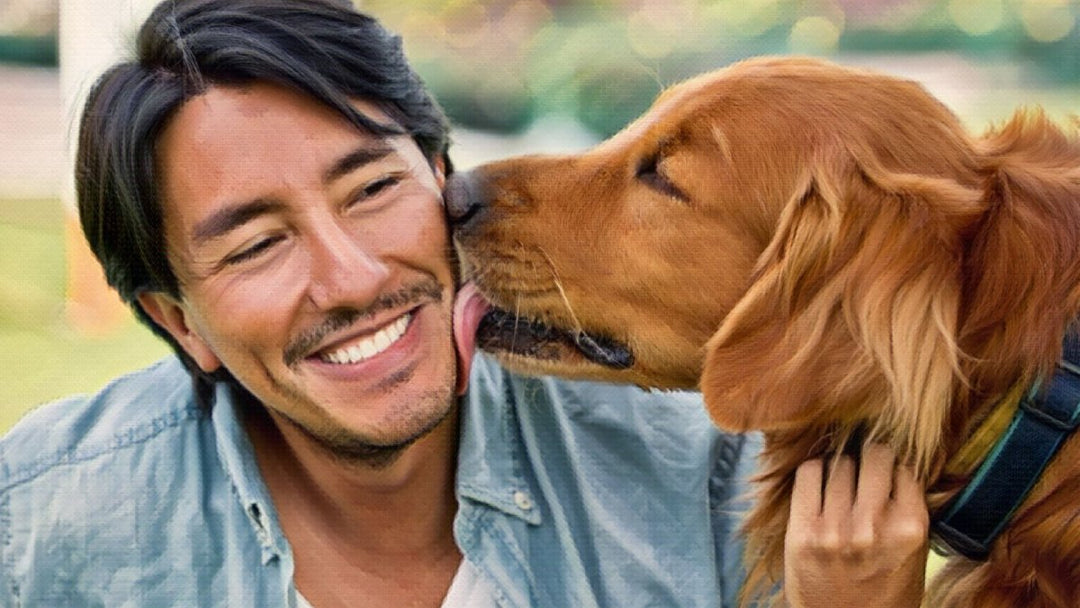 Why do dogs lick you?