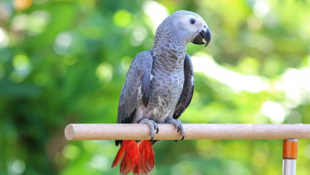 Why Is My Bird Feather Plucking?