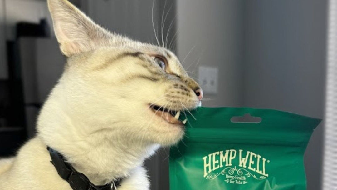 10 Desires, Fears, and Frustrations Every Pet Parent Experiences