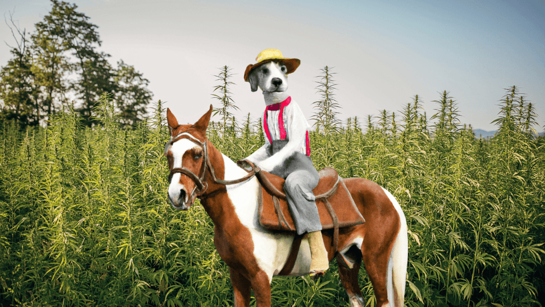 2023 Pet Hemp/CBD Industry Outlook