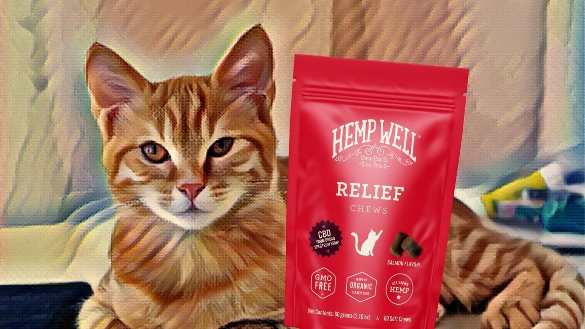 4 Reasons to Start Giving Your Cat CBD Cat Treats - Hemp Well