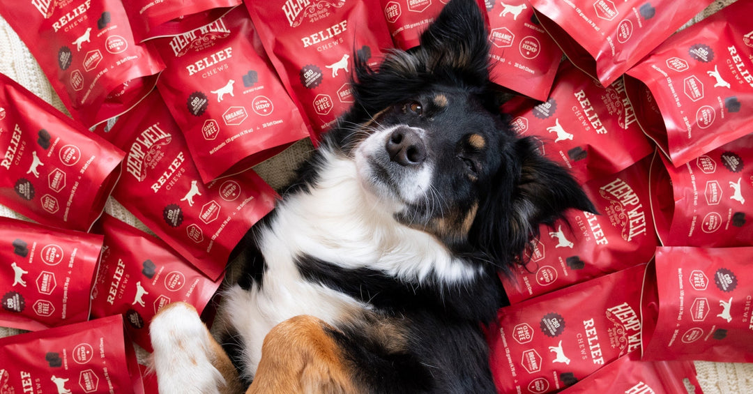 How to Choose a CBD Product for Your Dog