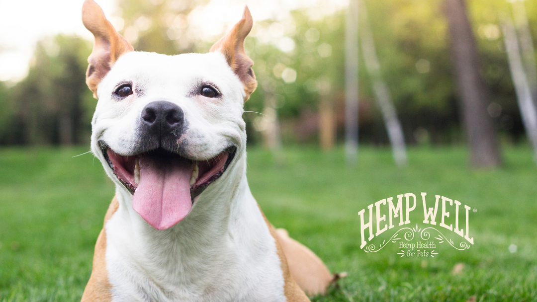 Hemp Oil for Dogs: Benefits & Uses