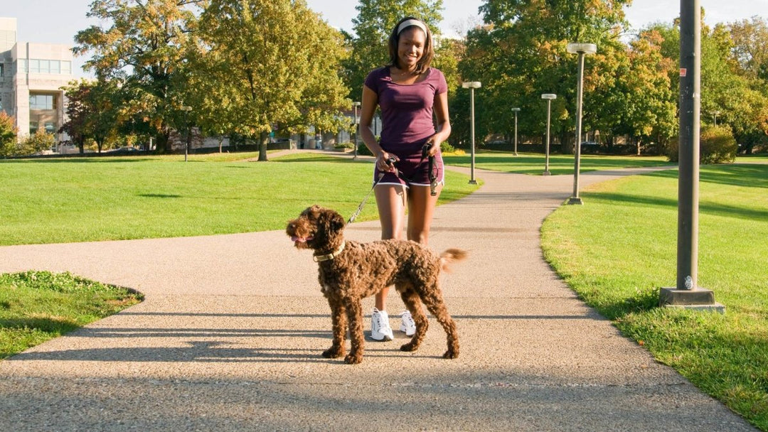 A Dog's Best Friend: How Often Should I Walk My Dog?