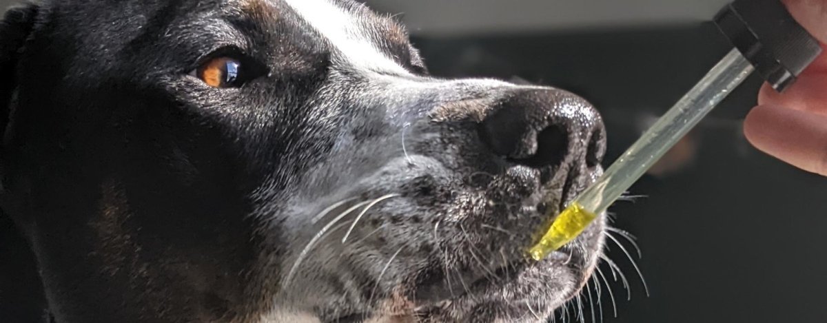 Best organic CBD oil for dogs - Hemp Well