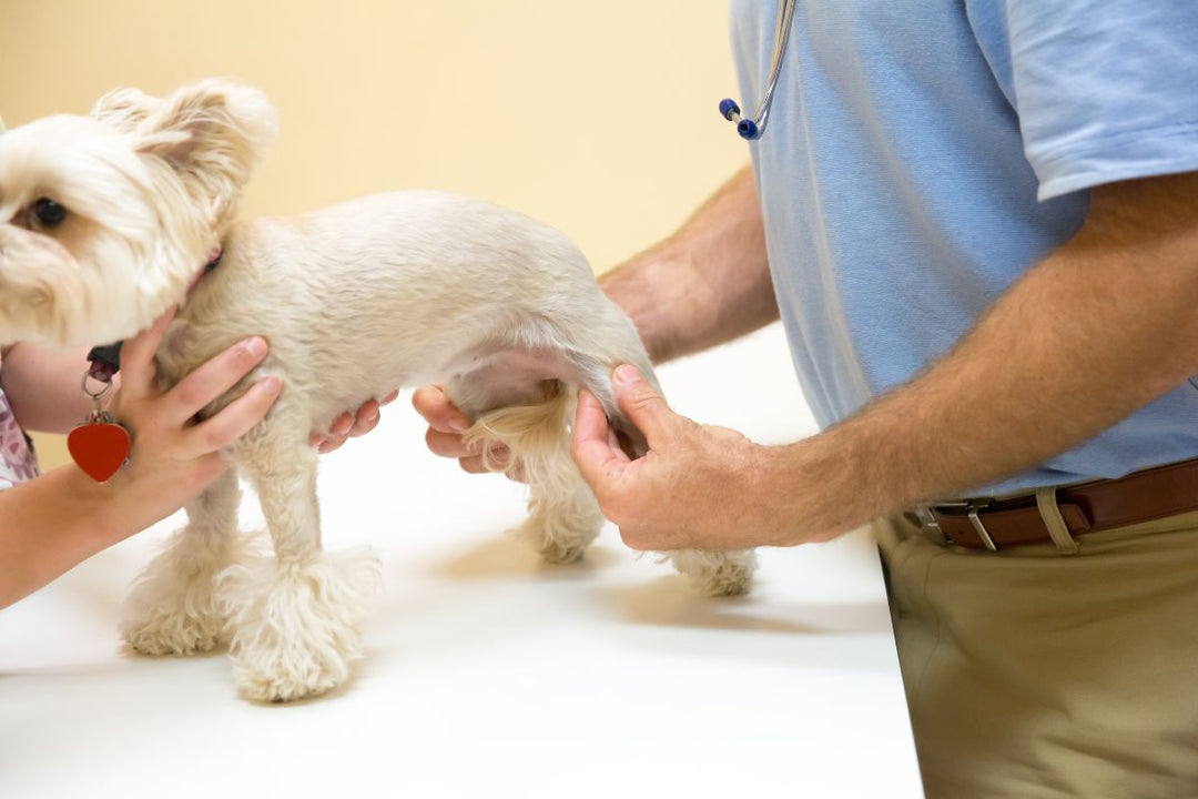 Better Joint Care For Dogs