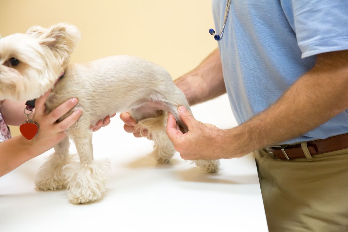 Better Joint Care For Dogs - Hemp Well
