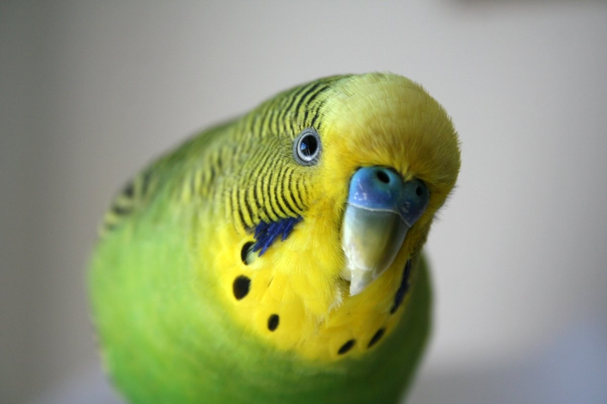 Bird Care: How to Care For Your Birds? A Quick Guide! - Hemp Well