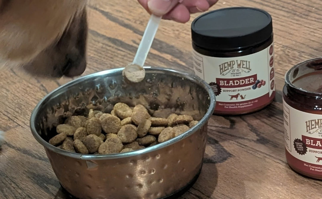 Dog Probiotics and CBD: Can They Work Together?