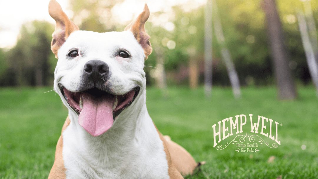 Buy Hemp Well CBD for Dogs, Cats &amp; Birds on Chewy