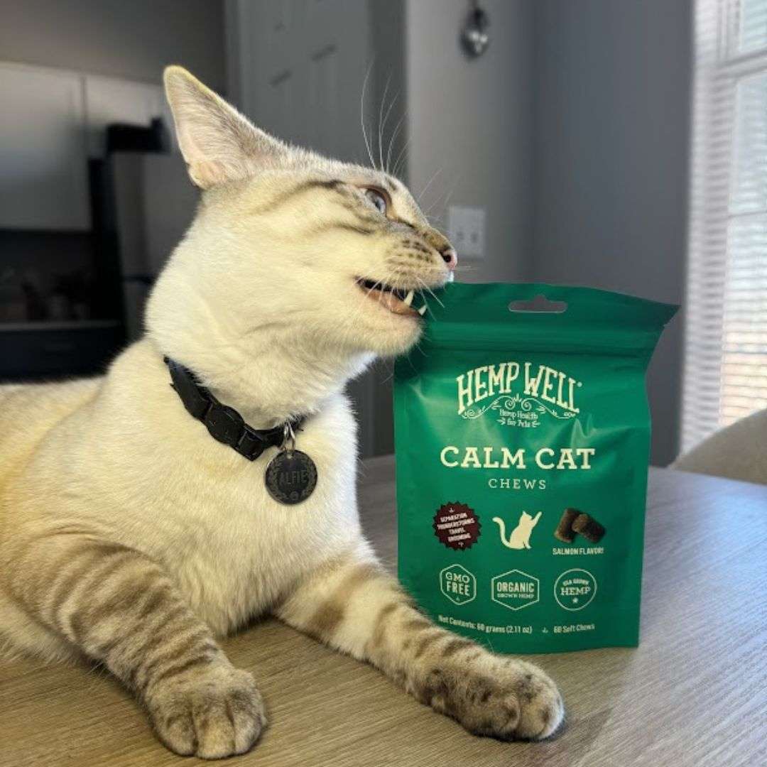 How to Calm a Cat Naturally