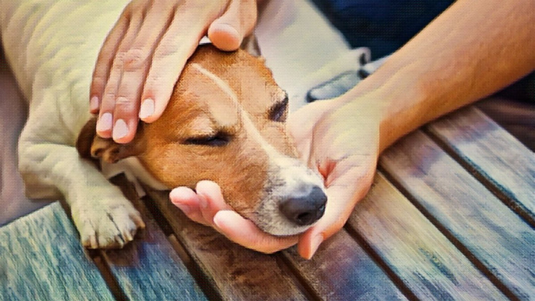 Can Dogs and Cats Take CBD Oil Made for Humans?
