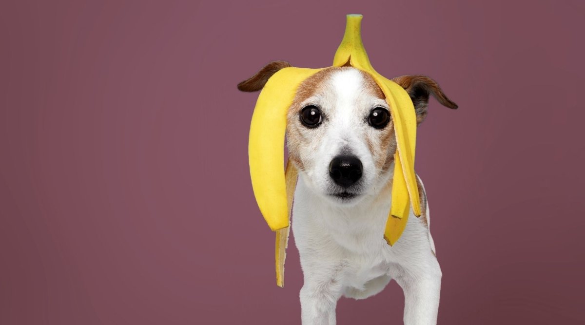Can Dogs Eat Bananas? - Hemp Well