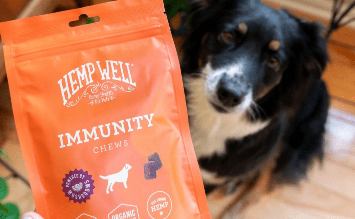 Can Mushrooms Benefit Dog Health?