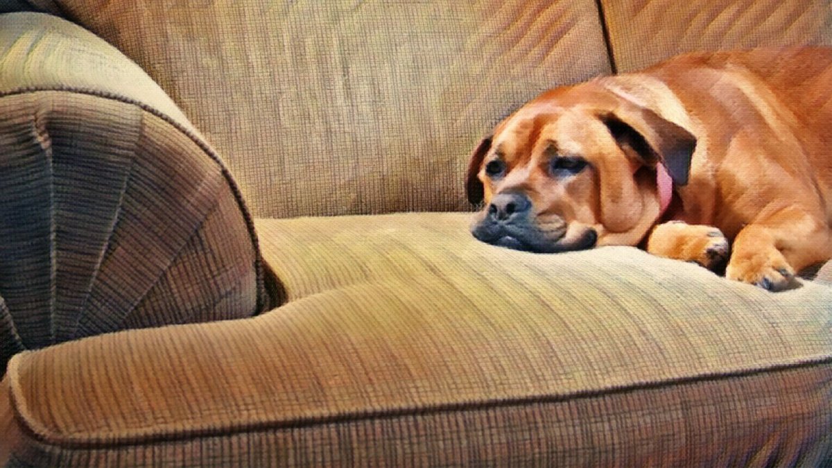 Can my Dog Overdose on CBD? - Hemp Well