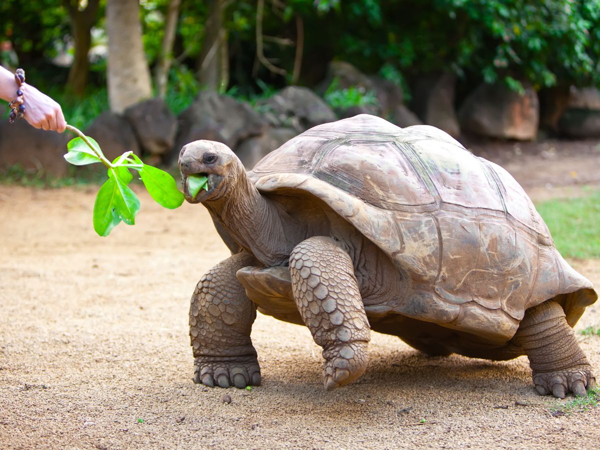 CBD and Hempseed: Maybe Not for Snakes, Maybe for Other Reptiles - Hemp Well