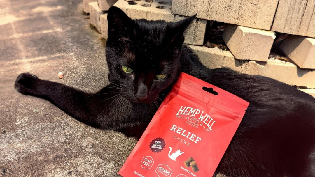 CBD for Cats: 5 Questions We Get The Most!