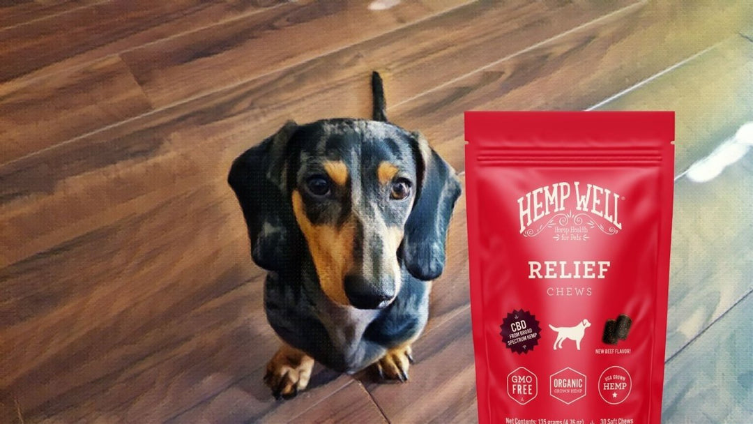 CBD for Dachshunds: 1 Very Good Reason Why (and Everything Else You Should Know)